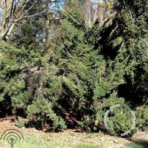 Juniperus chin. 'Blaauw'