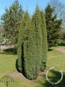 Juniperus com. 'Hibernica'