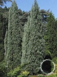 Juniperus scop. 'Moonglow'