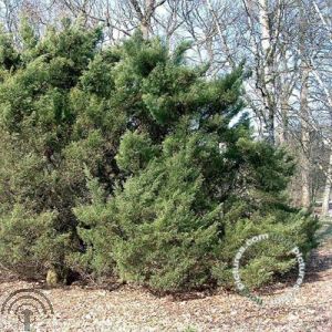Juniperus virg. 'Hetz'