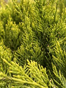Juniperus med. 'Mint Julep'
