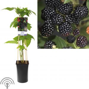 Rubus frut. 'Black Satin'