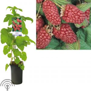 Rubus 'Loganberry'