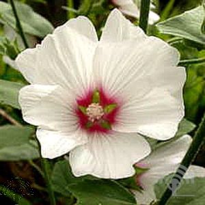 Lavatera 'Blushing Bride'