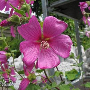 Lavatera 'Burgundy Wine'