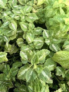 Lamium mac. 'Album'