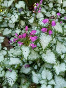 Lamium mac. 'Beacon Silver'