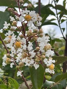 Lagerstroemia ind. 'Natchez'