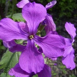 Lunaria annua