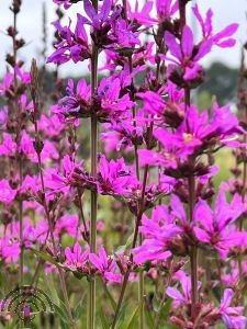 Lythrum virgatum 'Dropmore Purple'