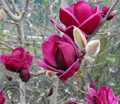 Magnolia 'Genie'