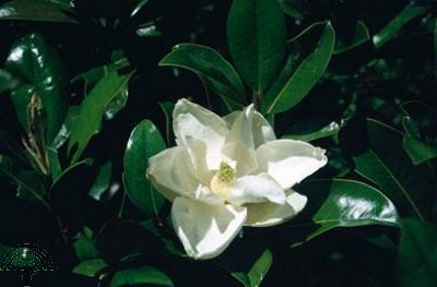 Magnolia grand. 'Goliath'