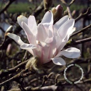 Magnolia stellata 'Rosea'