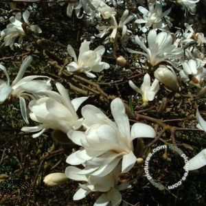 Magnolia stellata