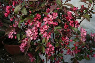 Malus toringo 'Freja'