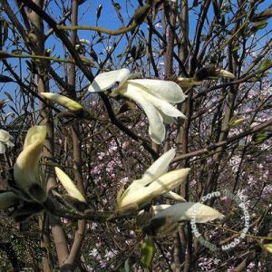 Magnolia 'Wada's Memory'