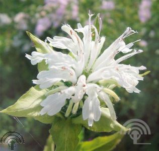 Monarda 'Schneewittchen'