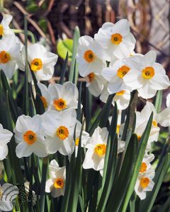 Narcissus 'Geranium'