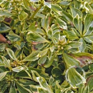 Pachysandra term. 'Variegata'