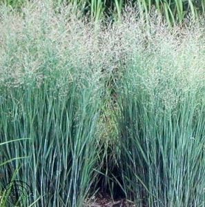 Panicum virgatum 'Heavy Metal'