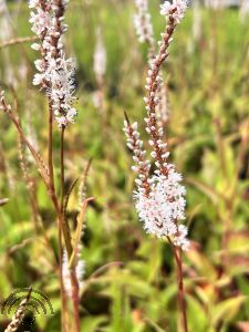 Persicaria amplex. 'Alba'