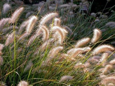 Pennisetum al. 'Cassian'