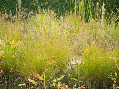 Pennisetum al. 'Hameln Gold'®