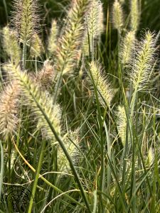 Pennisetum al. 'Little Bunny'