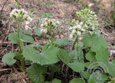 Petasites albus