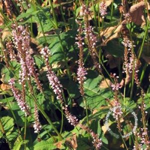 Persicaria amplex. 'Rosea'