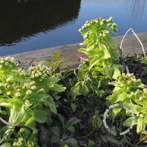 Petasites japonicus 'Giganteus'