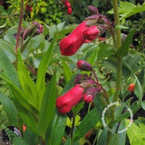 Penstemon 'Rubicunda'