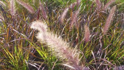 Pennisetum setaceum 'Rubrum'