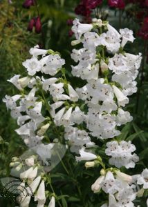 Penstemon 'White Bedder'