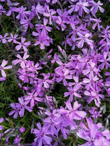 Phlox (S) 'Moerheimii'