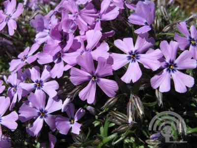 Phlox (S) 'Purple Beauty'