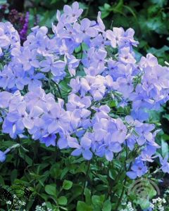 Phlox stolonifera 'Blue Ridge'