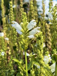 Physostegia virg. 'Summer Snow'