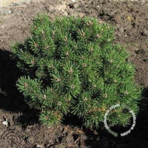 Pinus mugo 'Allgäu'
