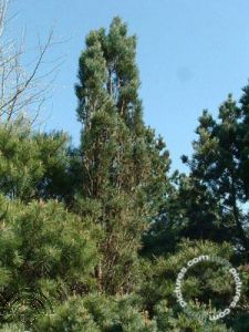 Pinus syl. 'Fastigiata'