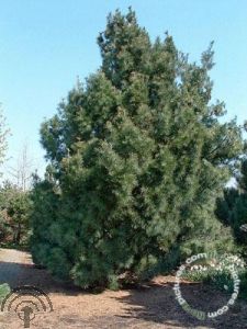 Pinus strobus 'Fastigiata'