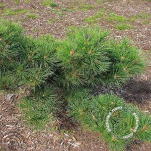 Pinus thun. 'Sayonara'