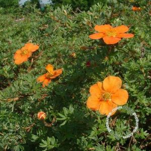 Potentilla f. 'Hopleys Orange'