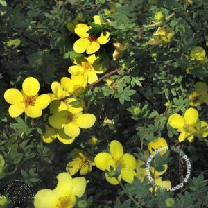 Potentilla f. 'Katherine Dykes'