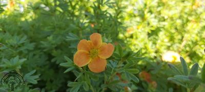 Potentilla f. 'Red Ace'