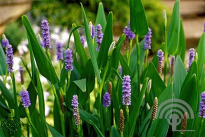 Pontederia lanceolata