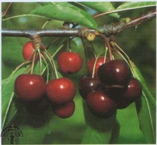 Prunus avium 'Hedelfinger Riesenkirsche'