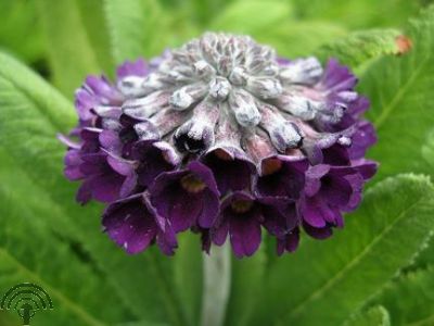 Primula capitata ssp. mooreana