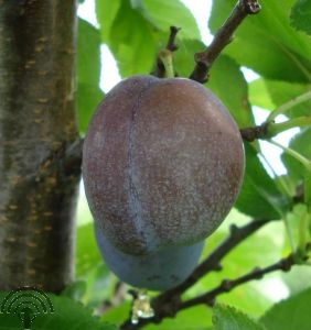Prunus d. 'Bleue de Belgique'
