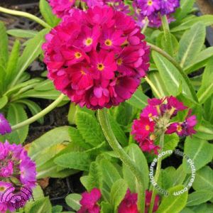 Primula dent. 'Rubin'